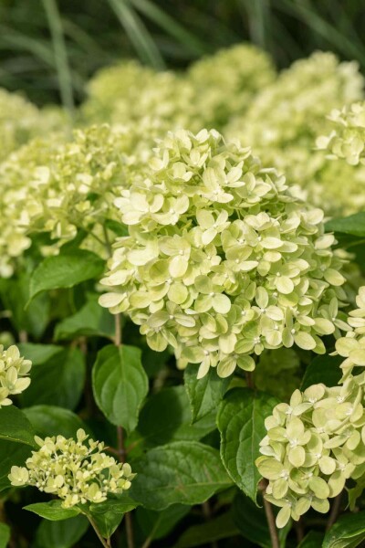 Rispenhortensie Hydrangea paniculata 'Little Lime' strauch 40-50 C3 Hydrangea paniculata 'Little Lime' Strauch 40-50 cm