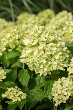 Rispenhortensie Hydrangea paniculata 'Little Lime' strauch 40-50 C3 Hydrangea paniculata 'Little Lime' Strauch 40-50 cm