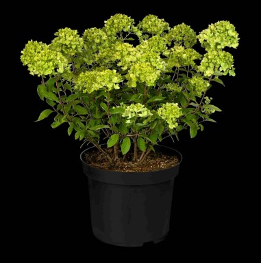 Rispenhortensie Hydrangea paniculata 'Little Lime' strauch 40-50 C3 Hydrangea paniculata 'Little Lime' Strauch 40-50 cm