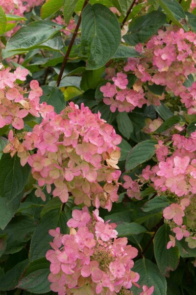 Gartenhortensie Hydrangea paniculata 'Pink Diamond' strauch 50-60 C7,5 Hydrangea paniculata 'Pink Diamond' Strauch 50-60 cm