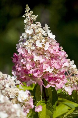 Rispenhortensie Hydrangea paniculata 'Pinky Winky' strauch 50-60 C5 Hydrangea paniculata 'Pinky Winky' Strauch 50-60 cm