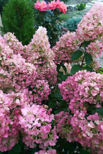 Rispenhortensie Hydrangea paniculata 'Sundae Fraise' strauch 50-60 C7,5 Hydrangea paniculata 'Sundae Fraise' Strauch 50-60 cm