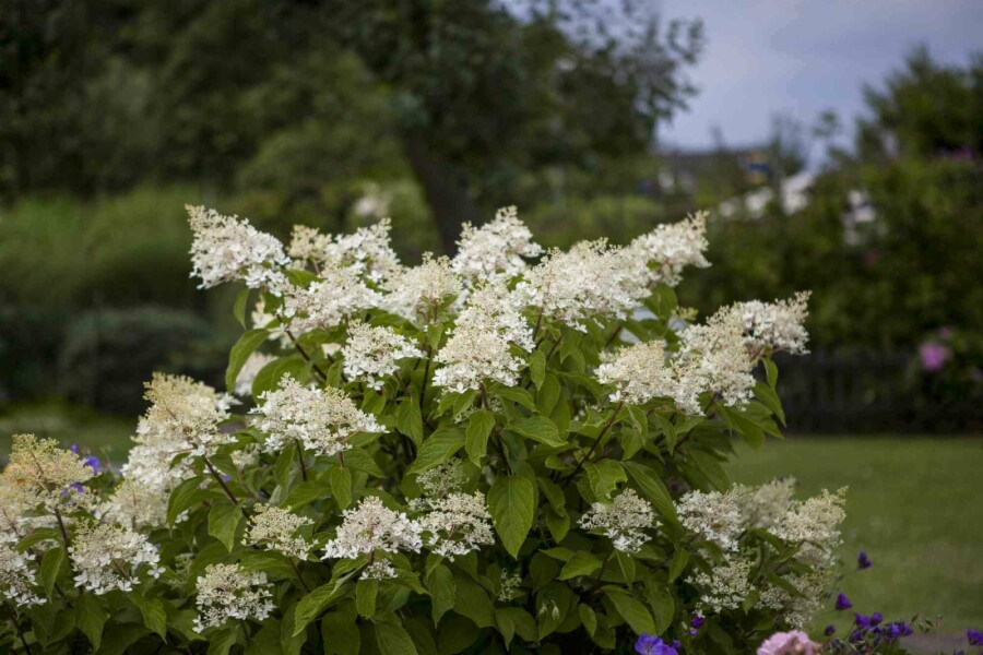 Rispenhortensie Hydrangea paniculata 'Unique' strauch 40-50 C2 Hydrangea paniculata 'Unique' Strauch 40-50 cm