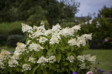 Rispenhortensie Hydrangea paniculata 'Unique' strauch 50-60 C5 Hydrangea paniculata 'Unique' Strauch 50-60 cm