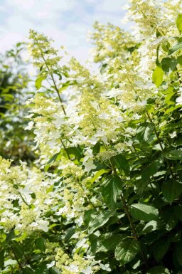 Rispenhortensie Hydrangea paniculata 'Vanille Fraise' strauch 50-60 C7,5 Hydrangea paniculata 'Vanille Fraise' Strauch 50-60 cm