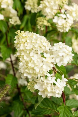 Rispenhortensie Hydrangea paniculata 'Vanille Fraise' strauch 50-60 C7,5 Hydrangea paniculata 'Vanille Fraise' Strauch 50-60 cm