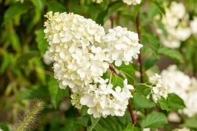 Rispenhortensie Hydrangea paniculata 'Vanille Fraise' strauch 50-60 C7,5 Hydrangea paniculata 'Vanille Fraise' Strauch 50-60 cm