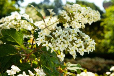 Eichenblatthortensie Hydrangea quercifolia strauch 30-40 C5 Hydrangea quercifolia Strauch 30-40 cm