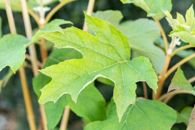 Eichenblatthortensie Hydrangea quercifolia strauch 30-40 C5 Hydrangea quercifolia Strauch 30-40 cm