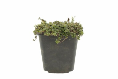 Garten-Thymian Thymus praecox 'Purple Beauty' 5-10 Topf 9x9 cm (P9) Thymus praecox 'Purple Beauty'