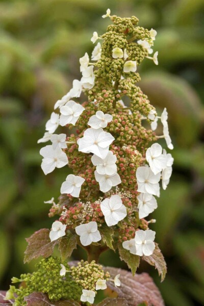 Eichenhortensie Hydrangea quercifolia 'Burgundy' strauch 25-30 C3 Hydrangea quercifolia 'Burgundy' Strauch 25-30 cm