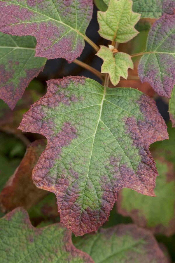 Eichenhortensie Hydrangea quercifolia 'Burgundy' strauch 25-30 C3 Hydrangea quercifolia 'Burgundy' Strauch 25-30 cm