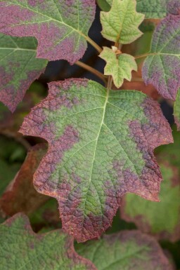Eichenhortensie Hydrangea quercifolia 'Burgundy' strauch 50-60 C5 Hydrangea quercifolia 'Burgundy' Strauch 50-60 cm