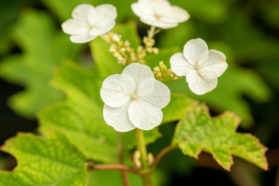 Eichenhortensie Hydrangea quercifolia 'Ruby Slippers' strauch 30-40 C2,5 Hydrangea quercifolia 'Ruby Slippers' Strauch 30-40 cm