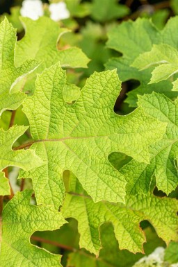 Eichenhortensie Hydrangea quercifolia 'Ruby Slippers' strauch 30-40 C2,5 Hydrangea quercifolia 'Ruby Slippers' Strauch 30-40 cm