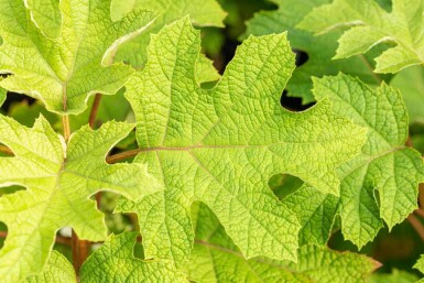 Eichenhortensie Hydrangea quercifolia 'Ruby Slippers' strauch 30-40 C2,5 Hydrangea quercifolia 'Ruby Slippers' Strauch 30-40 cm