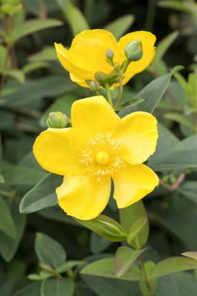 Johanniskraut Hypericum 'Hidcote' strauch 30-40 C2 Hypericum 'Hidcote' Strauch 30-40 cm