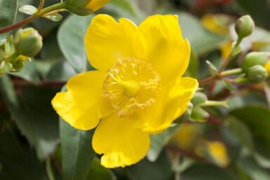Johanniskraut Hypericum 'Hidcote' strauch 30-40 C2 Hypericum 'Hidcote' Strauch 30-40 cm