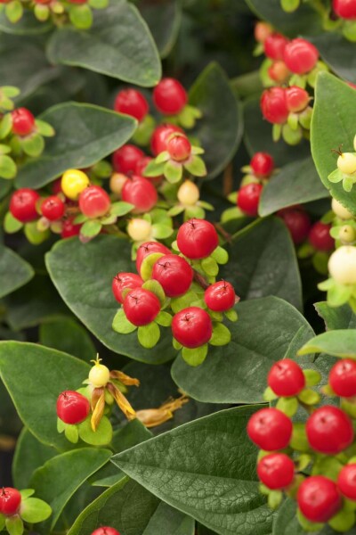 Johanniskraut Hypericum 'Miracle Attraction' strauch 30-40 C3 Hypericum 'Miracle Attraction' Strauch 30-40 cm