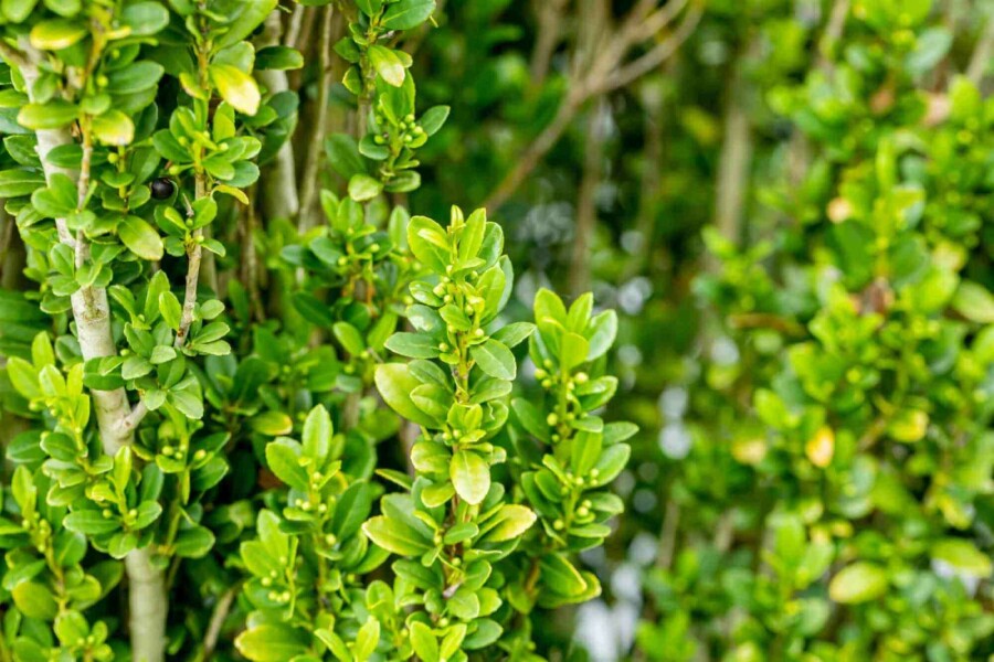 Japanische stechpalme Ilex crenata 'Fastigiata' strauch 50-60 C3 Ilex crenata 'Fastigiata' Strauch 50-60 cm
