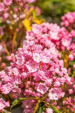 Berglorbeer Kalmia latifolia strauch 25-30 C4 Kalmia latifolia Strauch 25-30 cm