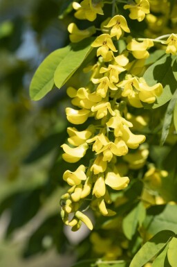 Goldregen Laburnum anagyroides strauch 150-175 C5 Laburnum anagyroides Strauch 150-175 cm