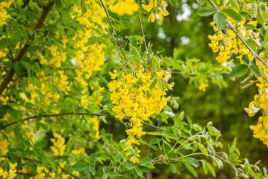 Goldregen Laburnum anagyroides strauch 150-175 C5 Laburnum anagyroides Strauch 150-175 cm