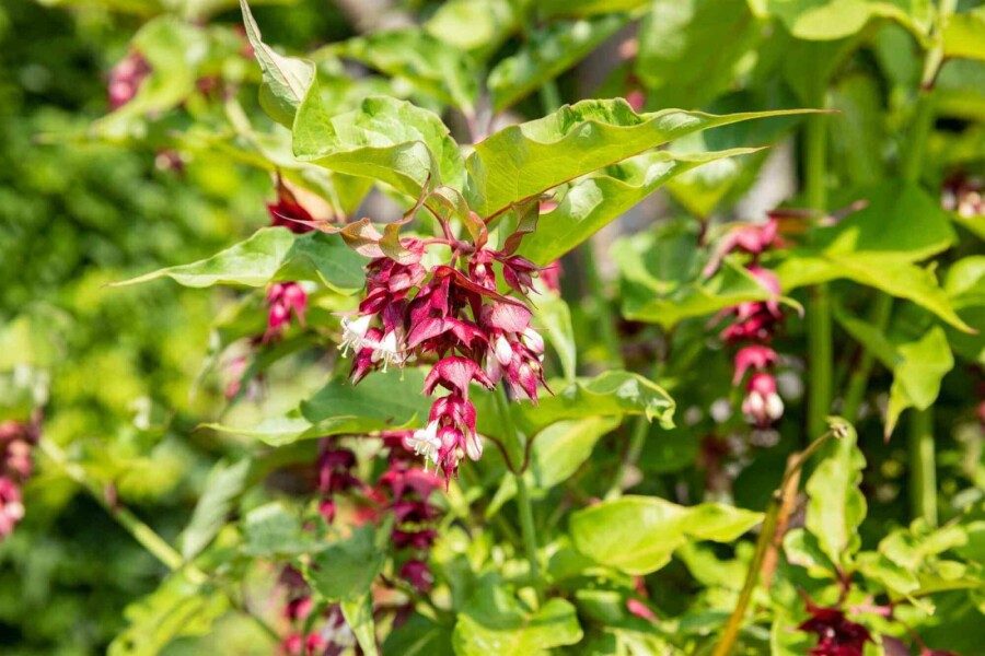 Karamellbeere Leycesteria formosa strauch 40-45 C3 Leycesteria formosa Strauch 40-45 cm