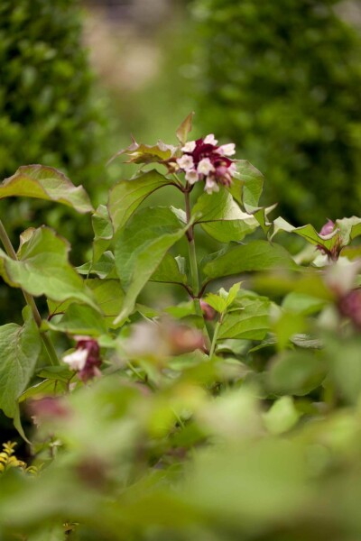 Karamellbeere Leycesteria formosa 'Purple Rain' strauch 35-40 C3 Leycesteria formosa 'Purple Rain' Strauch 35-40 cm