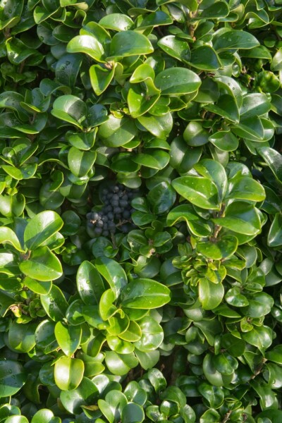 Japanischer liguster Ligustrum japonicum 'Rotundifolium' strauch 25-30 C3 Ligustrum japonicum 'Rotundifolium' Strauch 25-30 cm