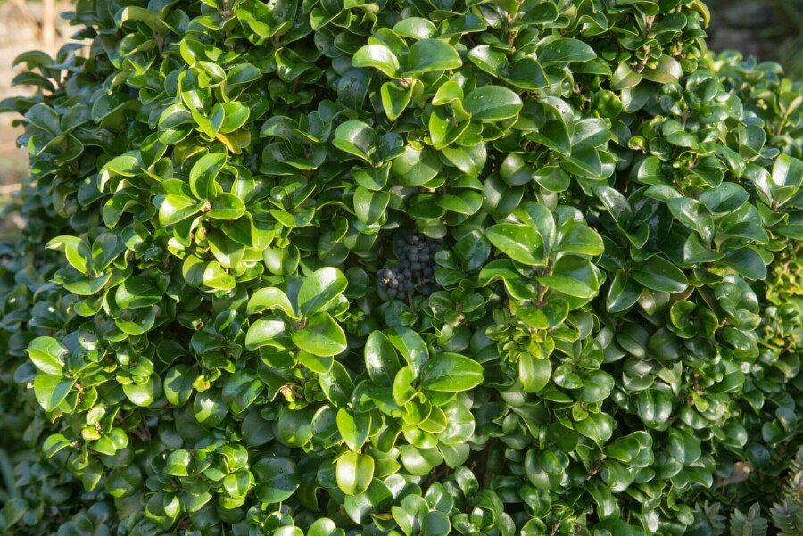 Japanischer liguster Ligustrum japonicum 'Rotundifolium' strauch 80-100 C12 Ligustrum japonicum 'Rotundifolium' Strauch 80-100 cm