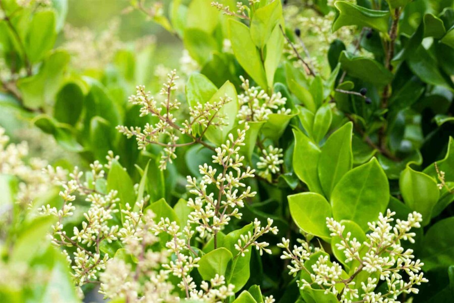 Japanischer liguster Ligustrum japonicum 'Texanum' strauch 50-60 C7,5 Ligustrum japonicum 'Texanum' Strauch 50-60 cm