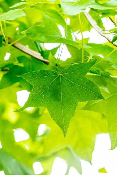 Amberbaum Liquidambar styraciflua strauch 100-125 C12 Liquidambar styraciflua Strauch 100-125 cm