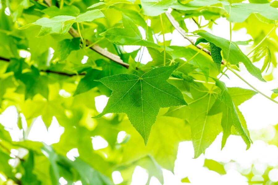 Amberbaum Liquidambar styraciflua strauch 100-125 C12 Liquidambar styraciflua Strauch 100-125 cm