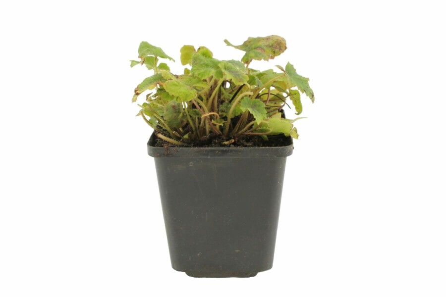 Amerikanische Schaumblüte Tiarella wherryi 5-10 Topf 9x9 cm (P9) Tiarella wherryi