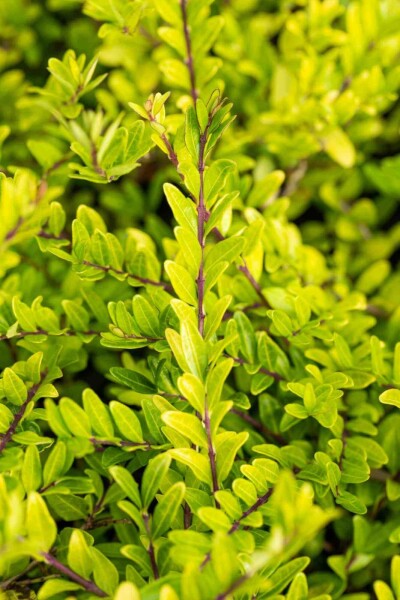 Böschungsmyrthe Lonicera pileata strauch 20-30 C2 Lonicera pileata Strauch 20-30 cm