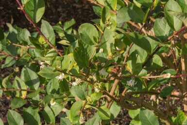 Wintergeißblatt Lonicera purpusii 'Winter Beauty' strauch 80-100 C12 Lonicera purpusii 'Winter Beauty' Strauch 80-100 cm