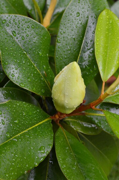 Immergrüne magnolie Magnolia grandiflora 'Gallissoniere' strauch 60-80 C5 Magnolia grandiflora 'Gallissoniere' Strauch 60-80 cm