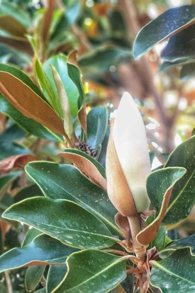 Magnolie Magnolia grandiflora 'Little Gem' strauch 60-80 C5 Magnolia grandiflora 'Little Gem' Strauch 60-80 cm