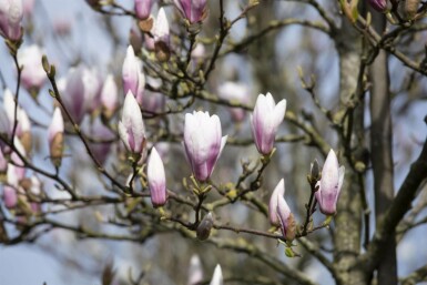 Magnolie Magnolia 'Heaven Scent' strauch 100-125 C7,5 Magnolia 'Heaven Scent' Strauch 100-125 cm