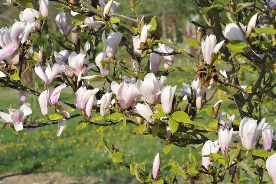Magnolie Magnolia 'Heaven Scent' strauch 100-125 C7,5 Magnolia 'Heaven Scent' Strauch 100-125 cm