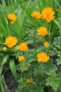 Chinesische Trollblume Trollius chinensis 'Golden Queen' 5-10 Topf 9x9 cm (P9)