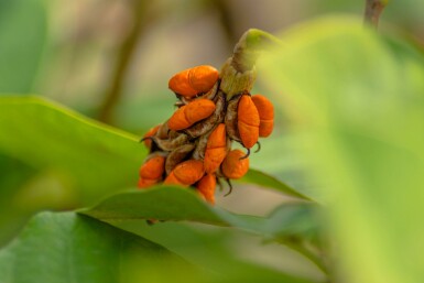 Siebolds magnolie Magnolia sieboldii strauch 40-60 C3 Magnolia sieboldii Strauch 40-60 cm