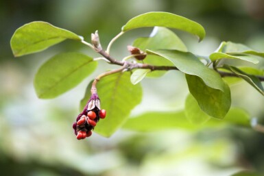 Siebolds magnolie Magnolia sieboldii strauch 80-100 C12 Magnolia sieboldii Strauch 80-100 cm