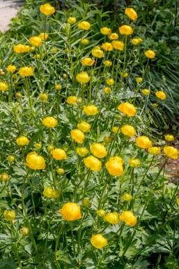 Butterblume Trollius europaeus 5-10 Topf 9x9 cm (P9) Trollius europaeus