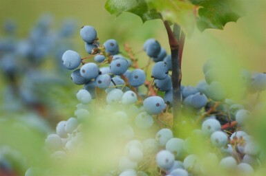 Mahonie Mahonia aquifolium strauch 15-20 C2 Mahonia aquifolium Strauch 15-20 cm