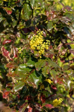 Mahonie Mahonia aquifolium strauch 30-35 C2 Mahonia aquifolium Strauch 30-35 cm