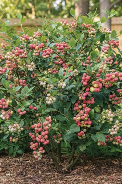 Heidelbeere Vaccinium corymbosum 'Pink Lemonade' Strauch 30-40 Topf 2 ltr. (C2) Vaccinium corymbosum 'Pink Lemonade' Strauch 30-40 cm