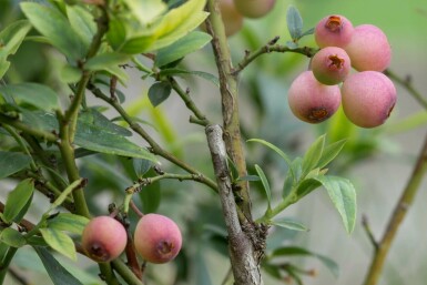 Heidelbeere Vaccinium corymbosum 'Pink Lemonade' Strauch 30-40 Topf 2 ltr. (C2) Vaccinium corymbosum 'Pink Lemonade' Strauch 30-40 cm