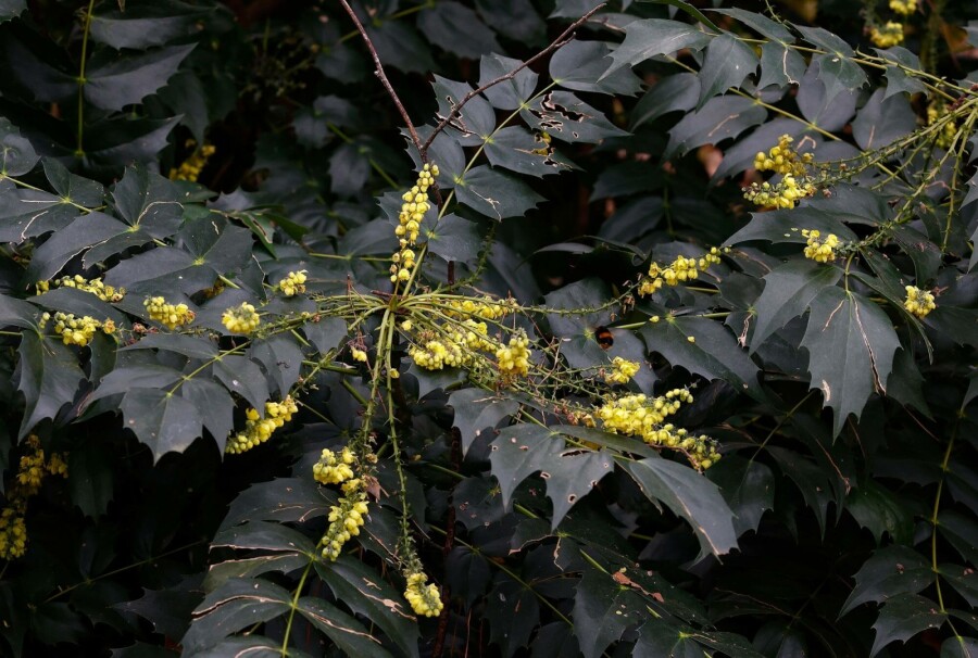 Mahonie Mahonia japonica 'Hivernant' strauch 30-35 C2 Mahonia japonica 'Hivernant' Strauch 30-35 cm